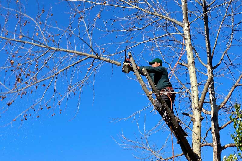Pruning a tree with a chainsaw