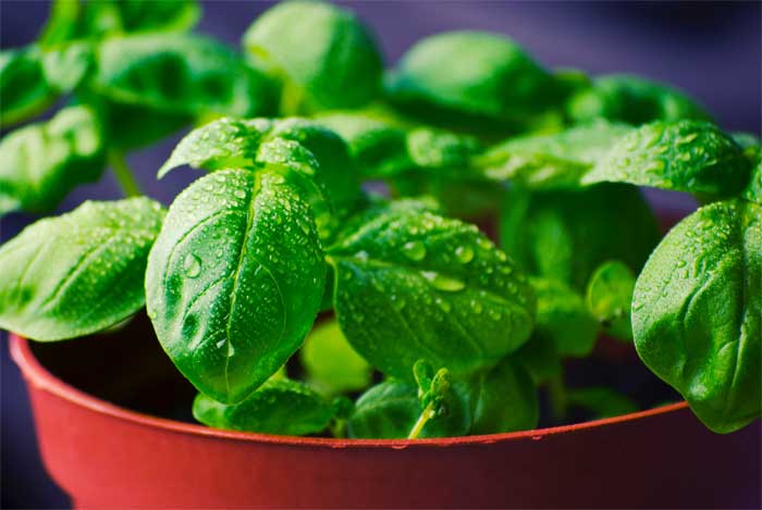 green basil in pot