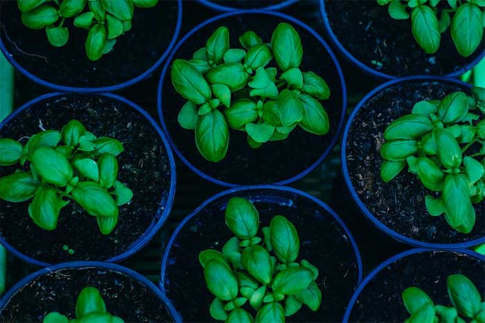 seedlings of basil in pots