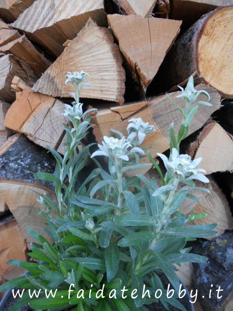 Edelweiss flower how to grow this beautiful plant