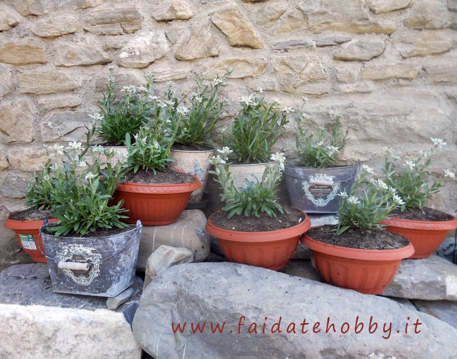 Edelweiss flower: how to grow this beautiful plant