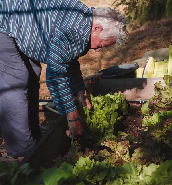 elderly man cultivating vegetable garden