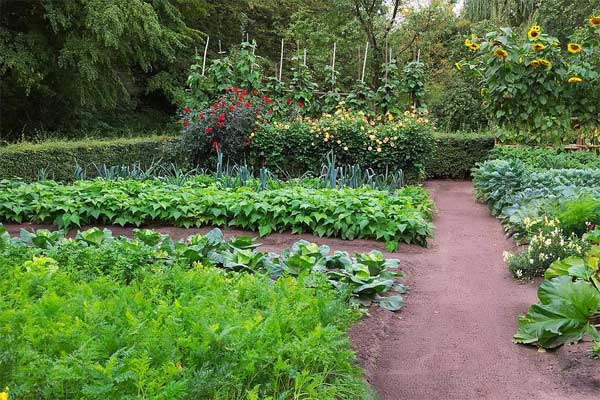 vegateble garden pathways