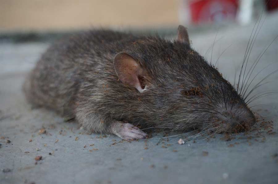 Dead Rat Smell, How to Get Rid of It