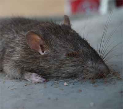 Dead Rat Smell, How to Get Rid of It