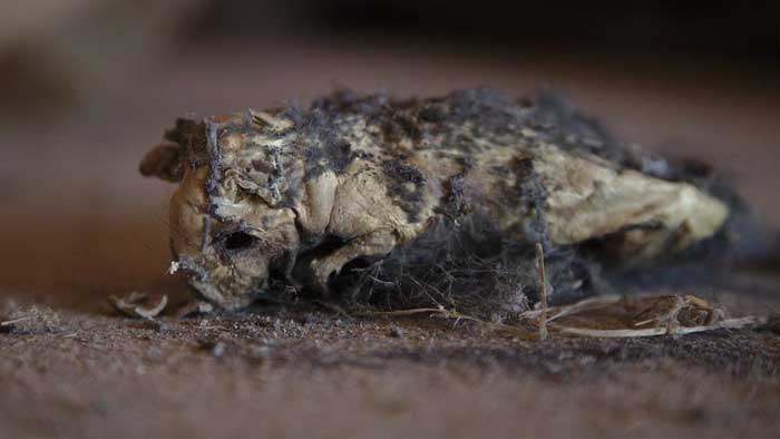 mummified mouse