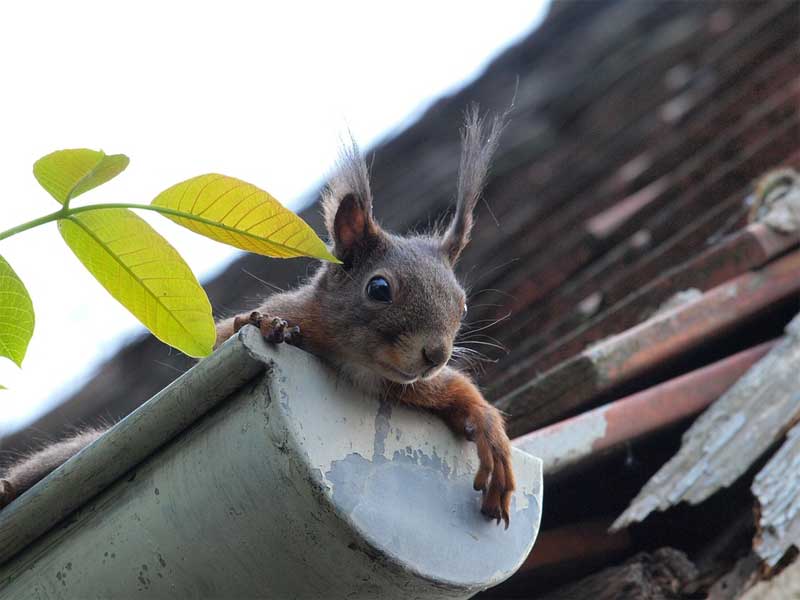 Maintenance and Cleaning of Gutters and Downspouts